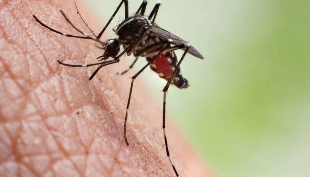 Mosquito Control Oklahoma City